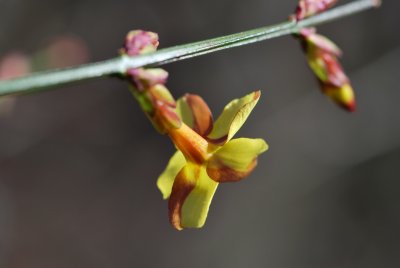 Jasminum nudiflorum - jasmín nahokvětý - kvetoucí větévka